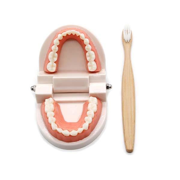 Montessori Educational Toys for Children Early Learning Kids Intelligence Brushing Tooth Teaching Aids Simulated Practical Life - MamaGas Enterprise 